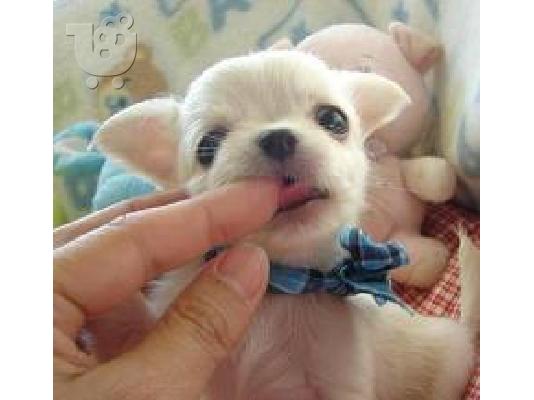 PoulaTo: chihuahua toy